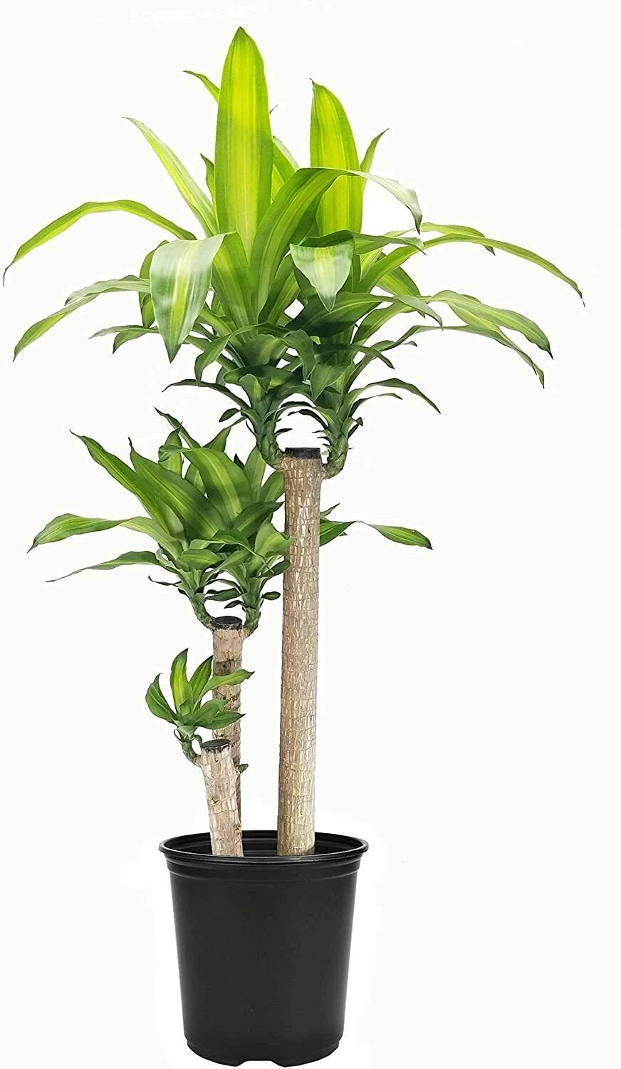 Dracaena Fragans Palo De Brasil