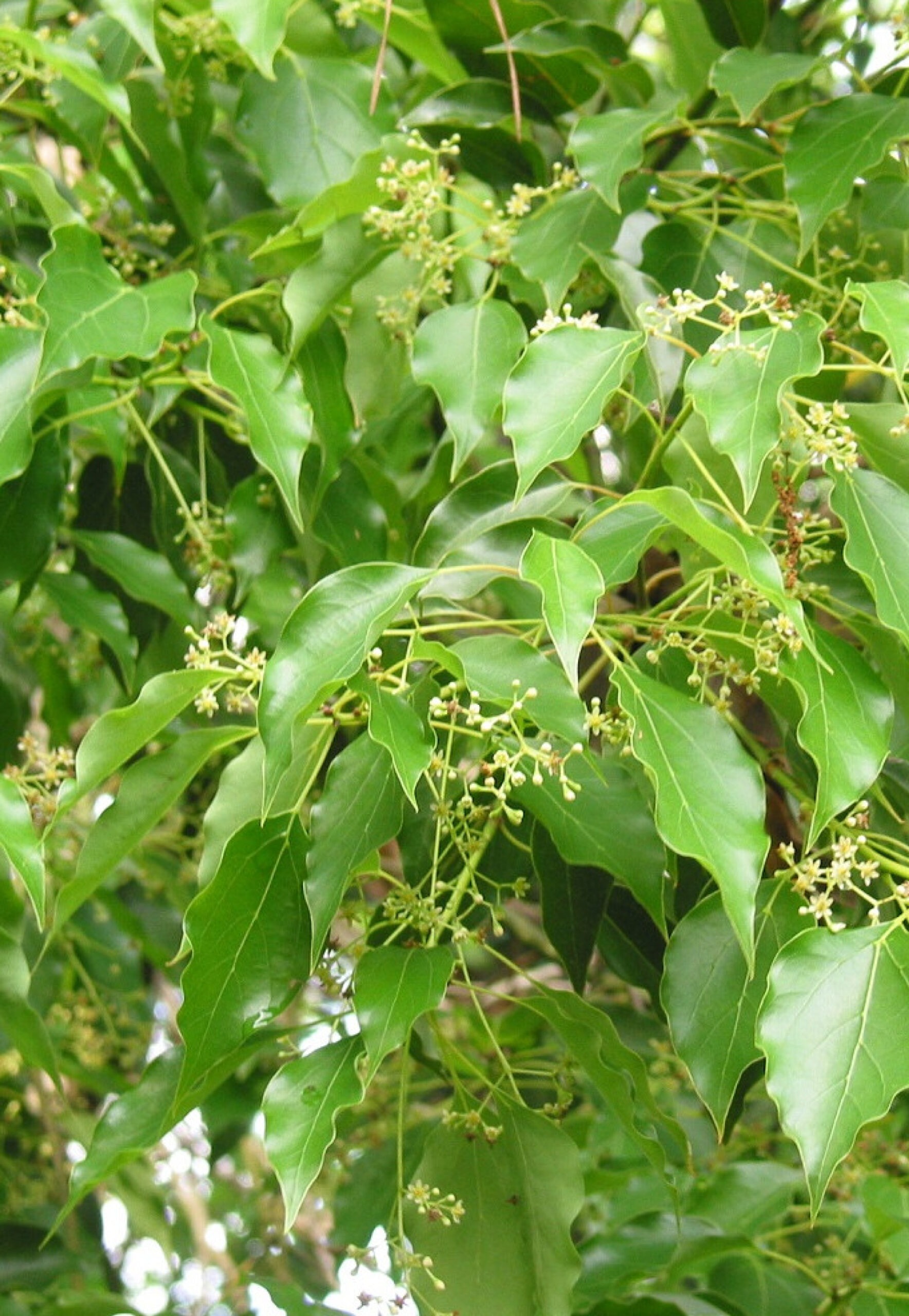 Cinnamomum Camphora Alcanfor