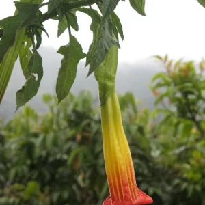 Brugmansia sanguínea (Floripondio)