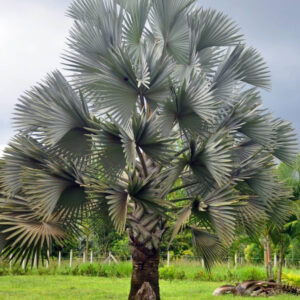 Bismarckia nobilis (Palmera de Bismark)