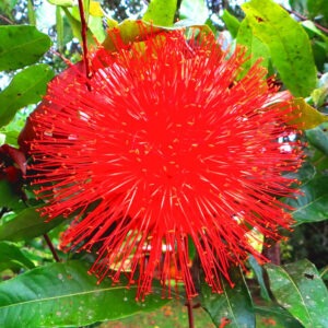 Brownea grandiceps (Rosa de Venezuela)