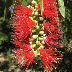Callistemon citrinus (Cepillo)
