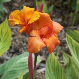 Canna x generalis (Caña de las indias)