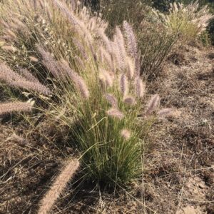 Cenchrus setaceus (Rabo de gato)