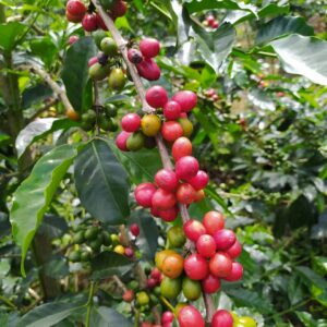 Coffea arabica (Café)
