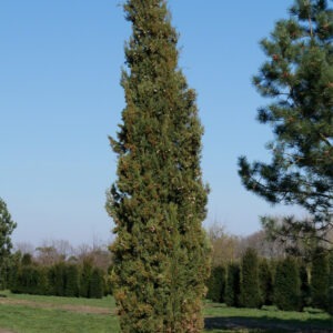 Cupressus sempervirens (Pino vela)