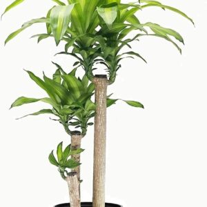Dracaena fragans (Palo de Brasil)