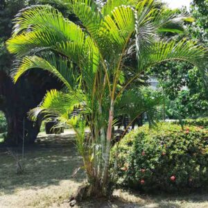 Dypsis lutescens (Palma bambú)