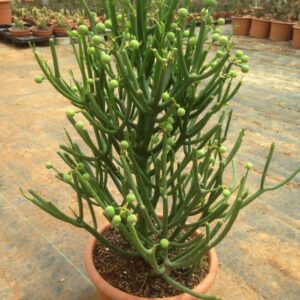 Euphorbia tirucalli (árbol de los dedos)