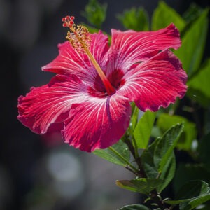 Hibiscus rosa-sinensis (Hibisco)