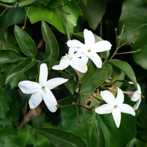 Jasminum officinale (Jazmín)