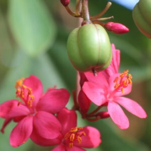 Jatropha integérrima (Peregrina)