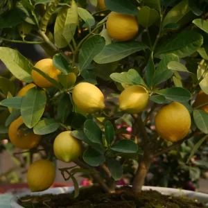 Citrus limon (Limonero)