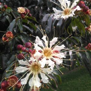 Lafoensia acuminta (Guayacán de Manizales)