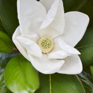 Magnolia grandiflora (Magnolia)