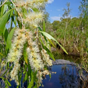 Malaleuca leucandra (Cayeputi)
