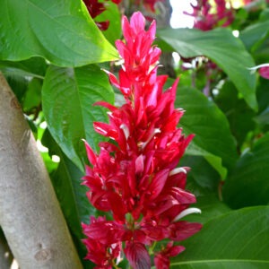 Megaskepasma erythrochlamys (Manto rojo)