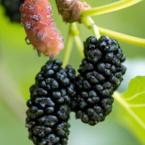 Morus nigra (Morera)