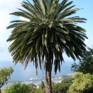 Phoenix canariensis (Palma canaria)