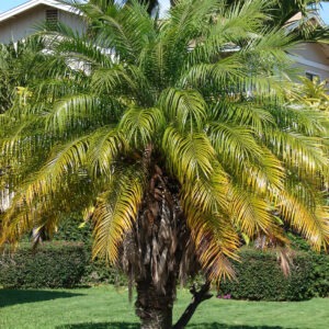Phoenix roebelenii (Palmera enana)