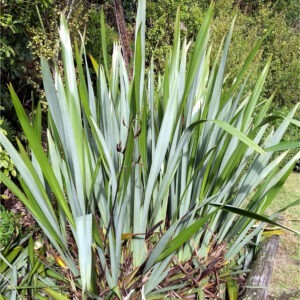 Phormium tenax (Lino de Nueva Zelanda)