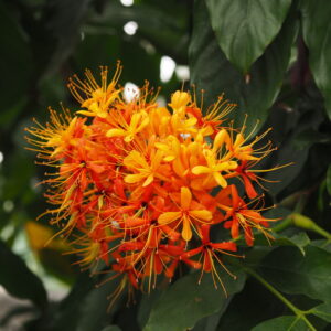 Saraca dives (Saraca)