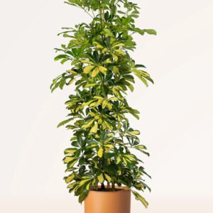 Schefflera arborícola (Árbol paraguas)
