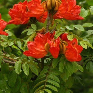 Spathodea campanulata (Tulipán africano)