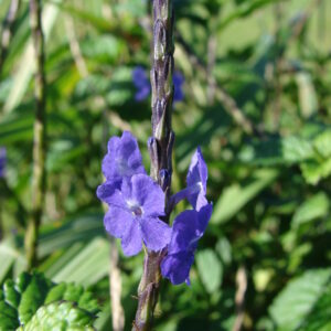 Stachytarpheta cayennensis (Azul snakeweed)