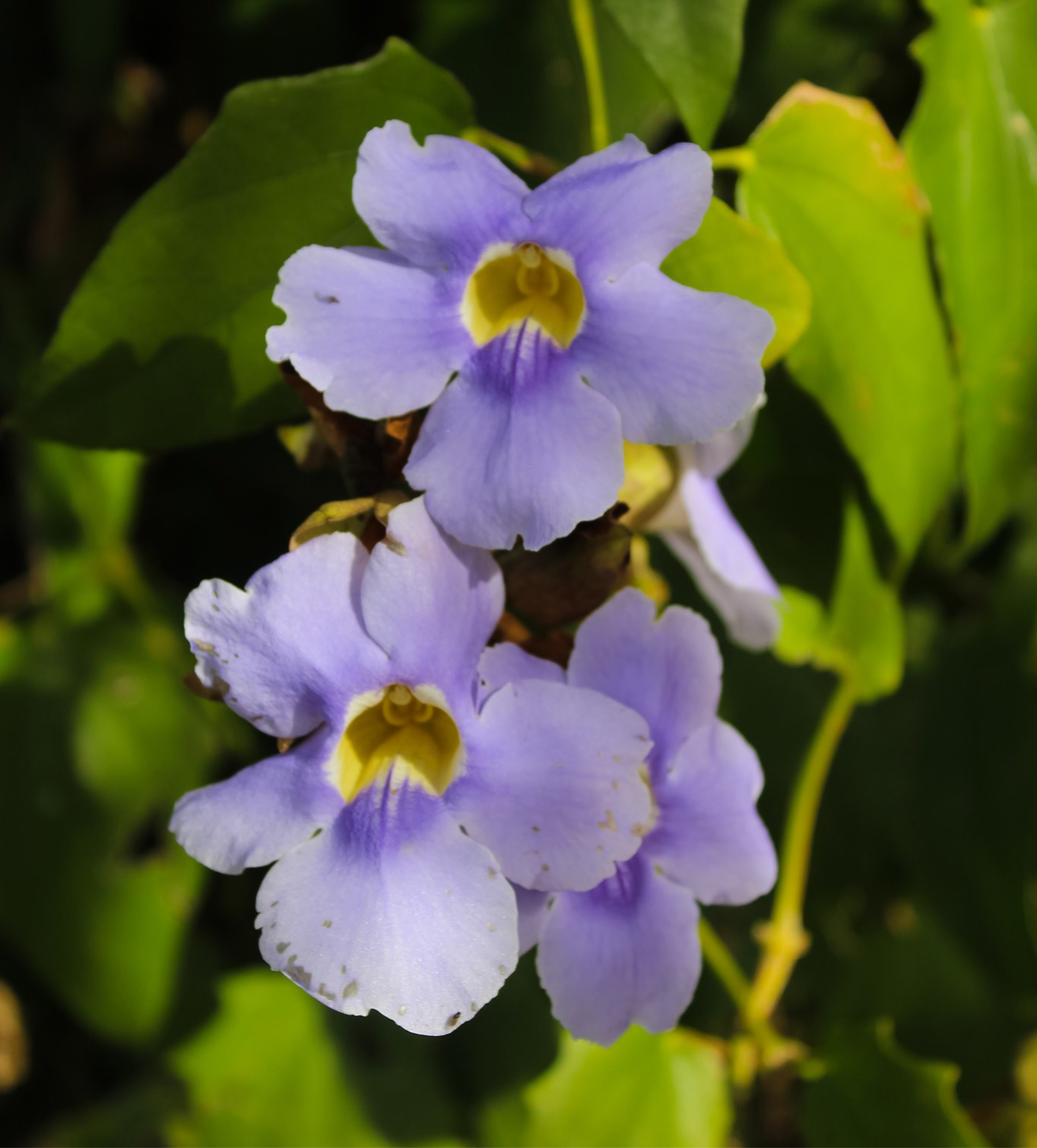 Thunbergia grandiflora (Trompeta azul)