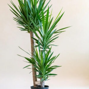 Yucca gigantea (Yuca gigante)