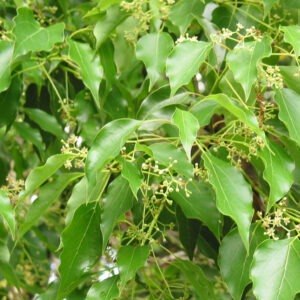 Cinnamomum camphora (Alcanfor)