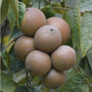 Juglans neotropica (Nogal)