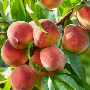 Prunus pérsica (Durazno)