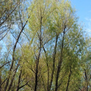 Salix humboldtiana (Sauce)