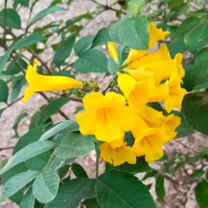 Tecoma stans (Cholán)